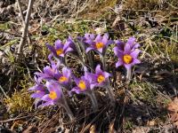 Poniklec prostredný (Pulsatilla subslavica)
