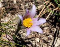 Poniklec prostredný (Pulsatilla subslavica)