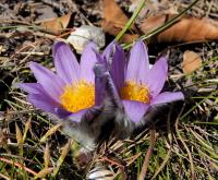 Poniklec prostredný (Pulsatilla subslavica)