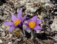 Poniklec prostredný (Pulsatilla subslavica)
