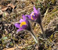Poniklec prostredný (Pulsatilla subslavica)