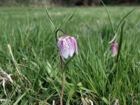 Korunkovka strakatá (Fritillaria meleagris)