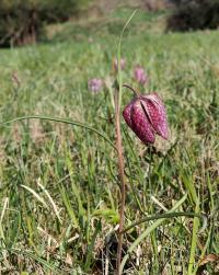 Korunkovka strakatá (Fritillaria meleagris)