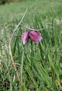 Korunkovka strakatá (Fritillaria meleagris)