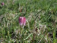 Korunkovka strakatá (Fritillaria meleagris)