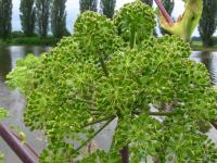 Angelica archangelica