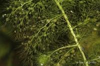 Bublinatka obecná (Utricularia vulgaris)