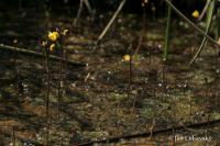 Bublinatka obecná (Utricularia vulgaris)