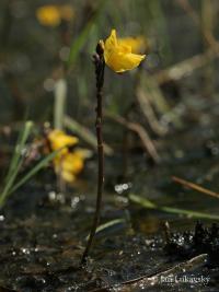 Bublinatka obecná (Utricularia vulgaris)