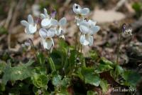 Violka vonná (Viola odorata f albiflora)