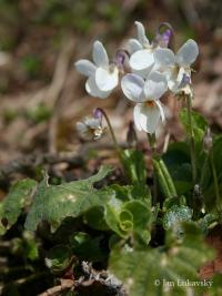 Violka vonná (Viola odorata f albiflora)