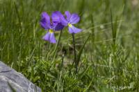 Violka ostruhatá (Viola calcarata)