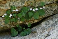 Zvěšinec (Cymbalaria hepaticifolia)