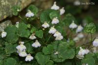 Zvěšinec (Cymbalaria hepaticifolia)