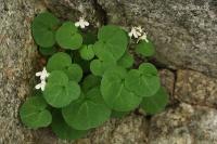 Zvěšinec (Cymbalaria hepaticifolia)