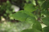 Blýskalka drobnolistá - list (Photinia parvifolia)