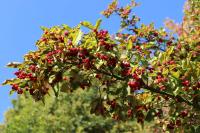 Blýskalka drobnolistá - plody (Photinia parvifolia)