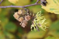 Vilín viržinský - květ a plod (Hamamelis virginiana)